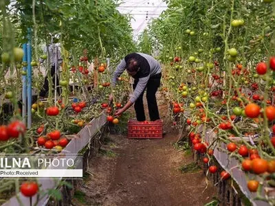 آبیاری نوین و کشت گلخانه‌ای، راهکاری مناسب برای بحران کم آبی/ضرورت حمایت از تولید محصولات دارای استراتژی غذایی