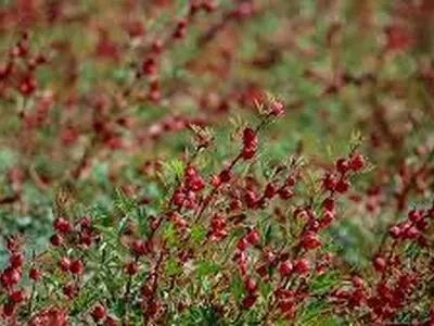 برداشت چای ترش از مزارع هویزه آغاز شد