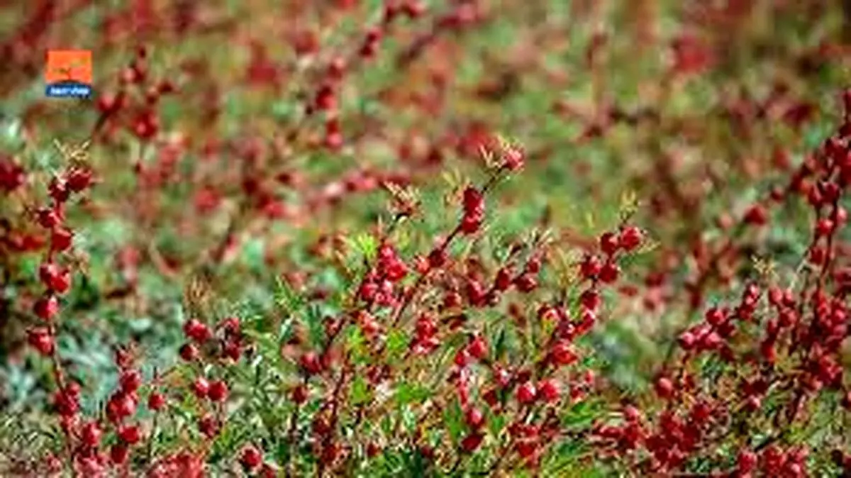 برداشت چای ترش از مزارع هویزه آغاز شد