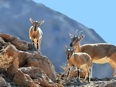 ۳۹ گونه جانوری آذربایجان ‌غربی در لیست قرمز اتحادیه جهانی