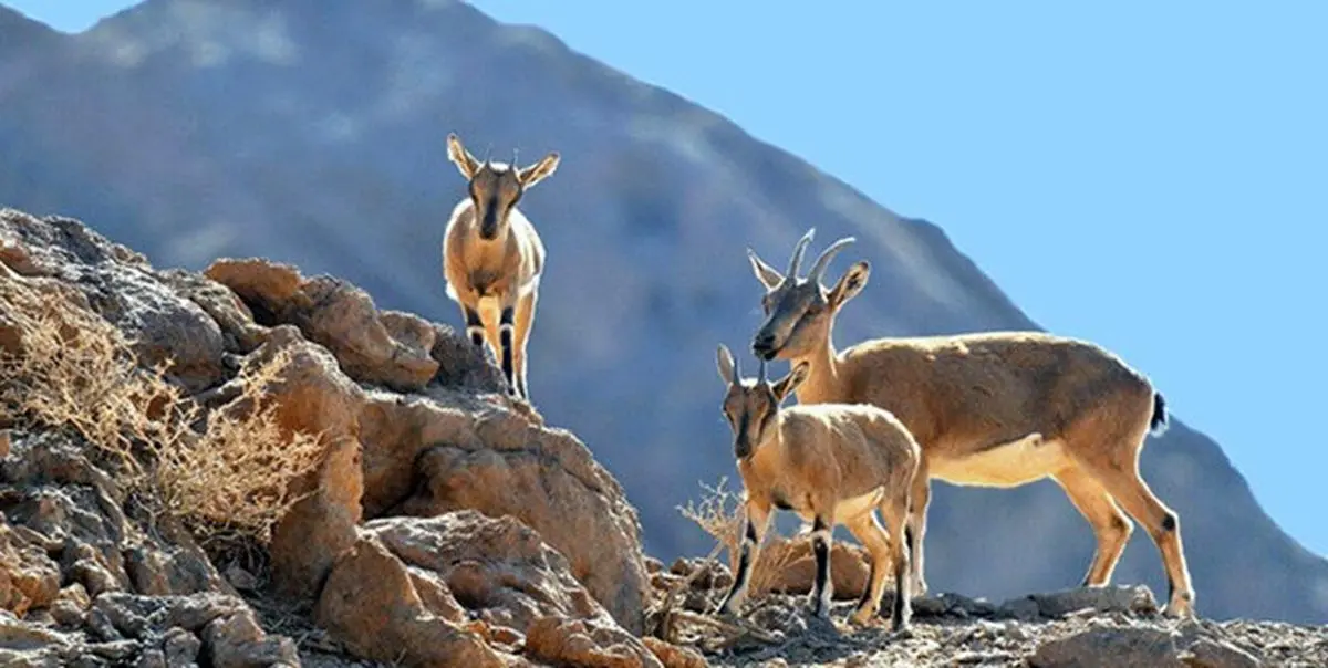 ۳۹ گونه جانوری آذربایجان ‌غربی در لیست قرمز اتحادیه جهانی