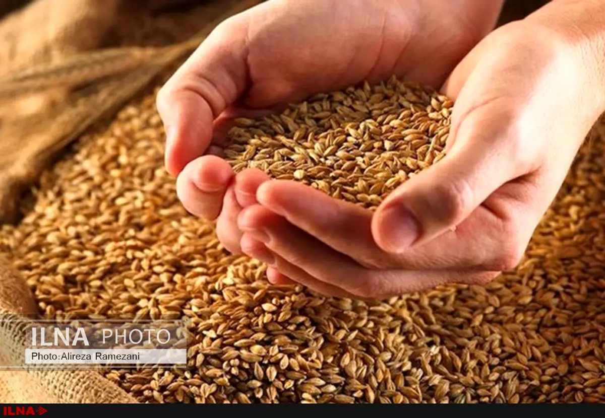 تولید ارقام زودرس و به نژادی گندم و جو دنبال میشود/ واگذاری کامل تولید ارقام جدید کشاورزی به بخش خصوصی