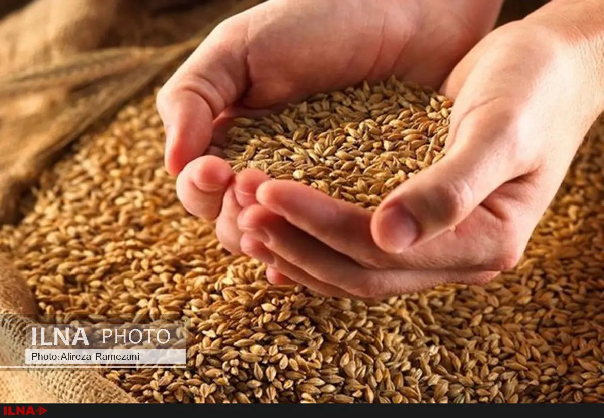 تولید ارقام زودرس و به نژادی گندم و جو دنبال می‌شود/ واگذاری کامل تولید ارقام جدید کشاورزی به بخش خصوصی