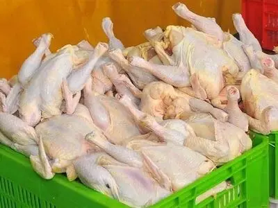 ممنوعیت خروج مرغ زنده و گوشت مرغ از آذربایجان غربی