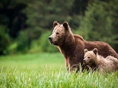 از ورود به زیستگاه‌ حیات وحش خودداری کنید