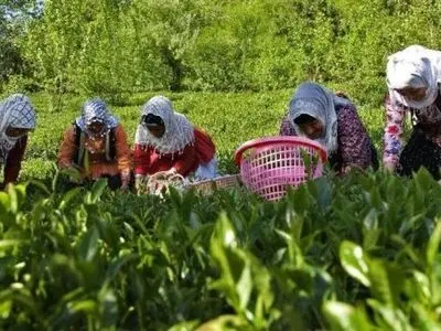 خرید تضمینی بیش از ۱۳۱ هزار تن برگ سبز چای از چایکاران شمال کشور