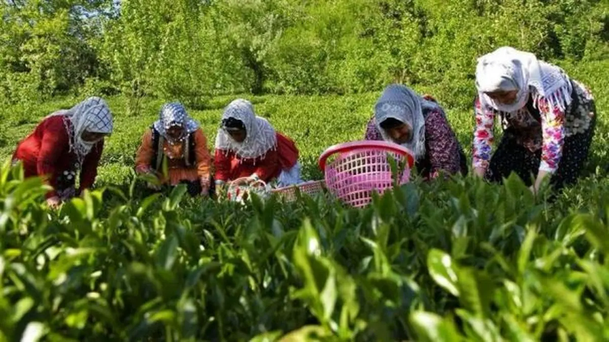 خرید تضمینی بیش از ۱۳۱ هزار تن برگ سبز چای از چایکاران شمال کشور