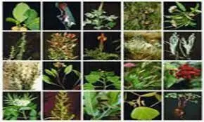 بیش از یک هزار گونه گیاهی در چهارمحال و بختیاری به ثبت رسیده است