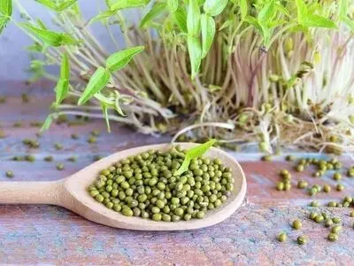سه روش طرز تهیه جوانه ماش