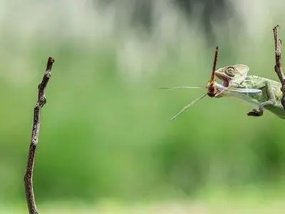 لحظه شکار آفتاب‌پرست + تصاویر 