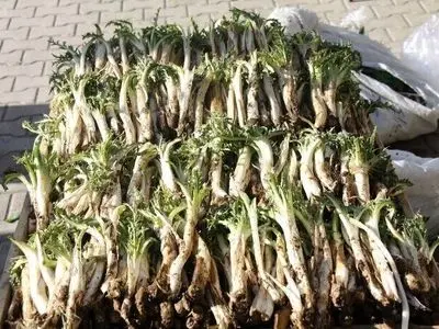 کشف و ضبط 5 تن کنگر قاچاق در مرز باشماق شهرستان مریوان