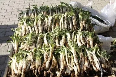 کشف و ضبط 5 تن کنگر قاچاق در مرز باشماق شهرستان مریوان