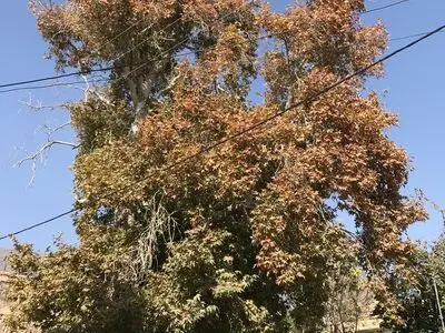 ثبت درخت چنار کهن‌سال روستای ابرسج در فهرست میراث طبیعی ملی