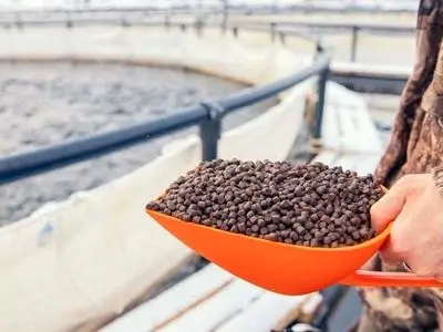 تسهیلات ویژه برای آبزی‌پروران اردبیلی؛ امکان خرید اقساطی خوراک ماهی فراهم شد