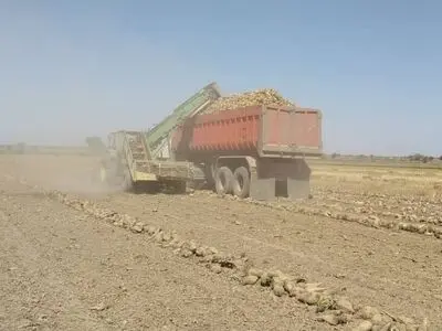 کمبود کامیون تهدیدی برای چغندرکاران شوش و کرخه/محصول در آستانه فاسد شدن