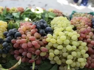 جشنواره انگور در روستای گردشگری درسجین ابهر گشایش یافت 