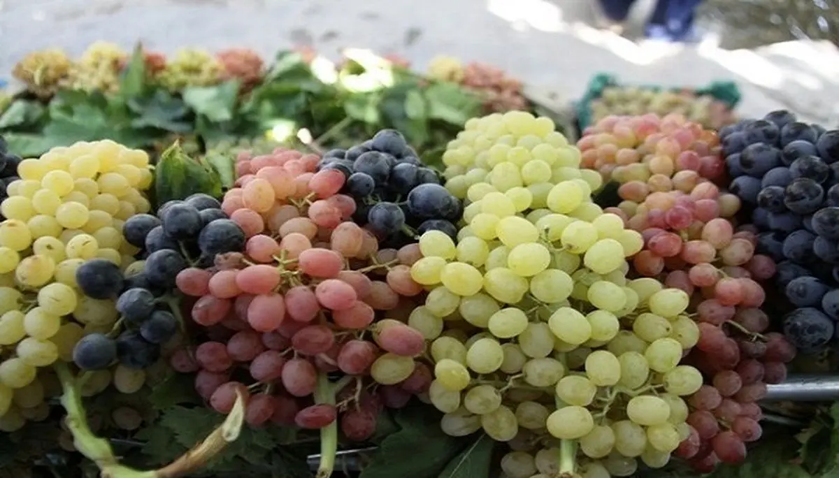 جشنواره انگور در روستای گردشگری درسجین ابهر گشایش یافت 