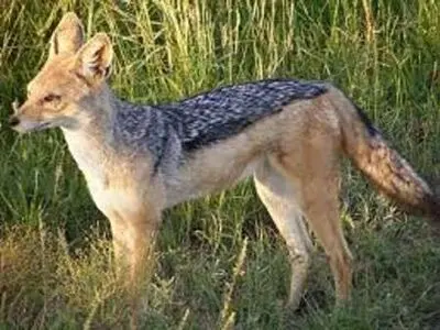 حمله شغال به مسافران در بیستون / دختر 22 ساله و دو پسر جوان زخمی شدند