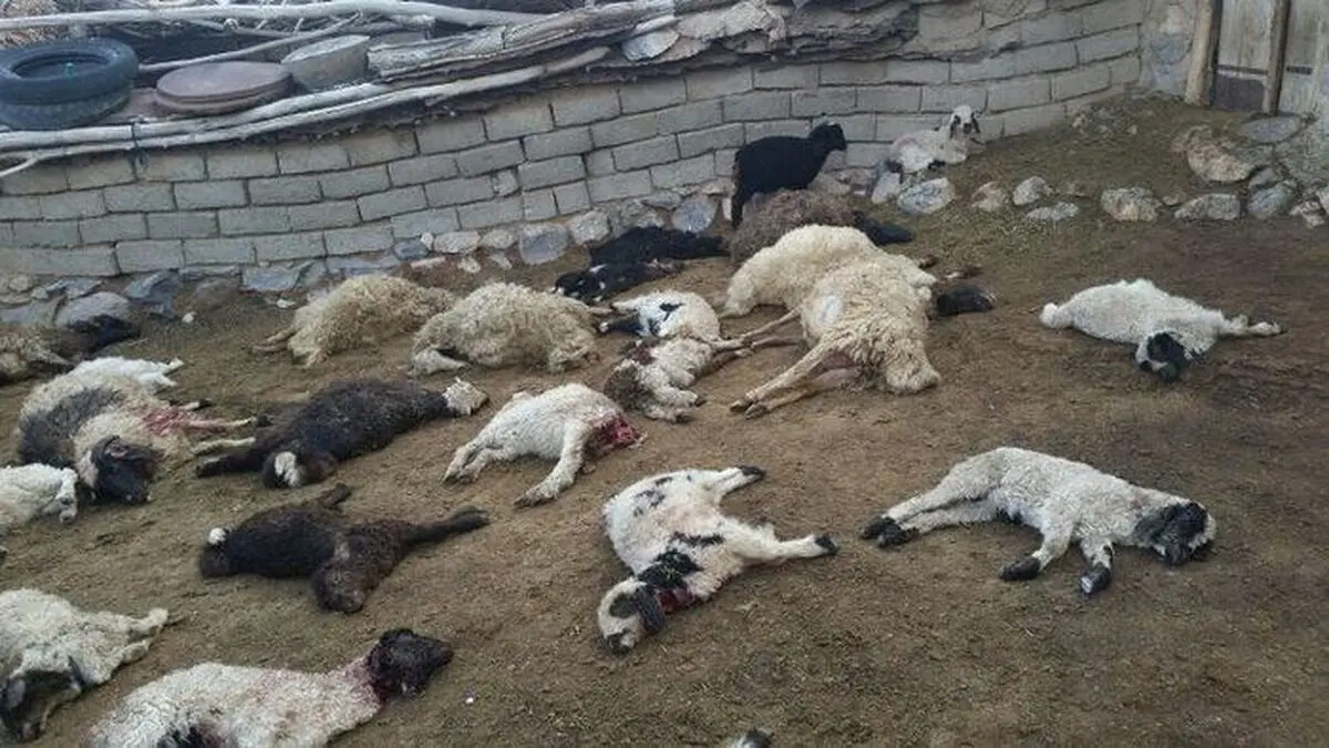 تلف شدن 280 راس گوسفند در "دالاهو" کرمانشاه پس از حمله گرگ