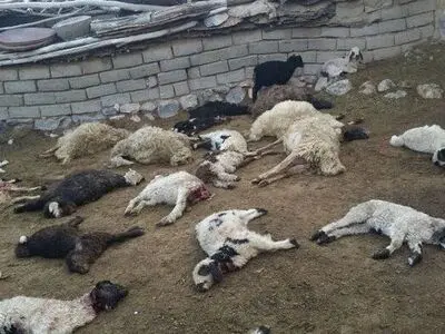 تلف شدن 280 راس گوسفند در "دالاهو" کرمانشاه پس از حمله گرگ
