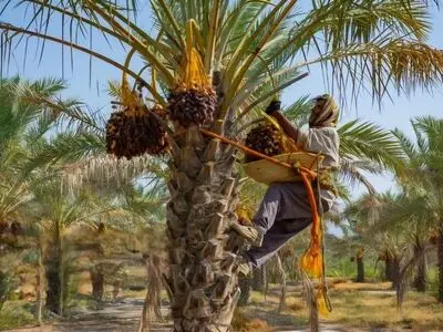 ثبت رویداد «مخ‌برون» برداشت خرمای بوشهر در سامانه رویدادهای گردشگری کشور