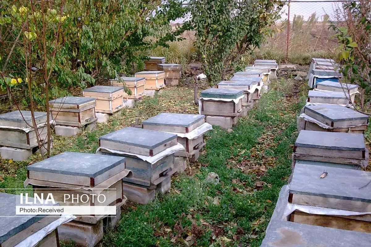 طرح سرشماری زنبورستان‌های قزوین تا 27 مهر ادامه دارد