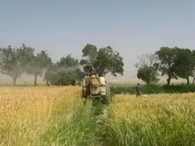 مبارزه با آفت سن در مزارع گندم و جو استان پایان یافت