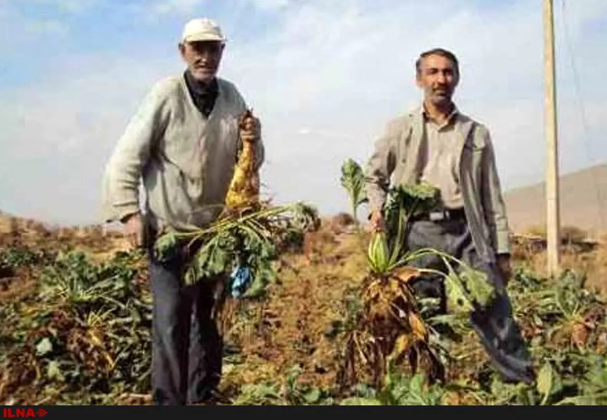 مجموع درآمد چغندرکاران از ۴۶۸ میلیارد تومان در سال ۹۲ به ۱۷۴۰ میلیارد تومان در سال ۹۵ رسید