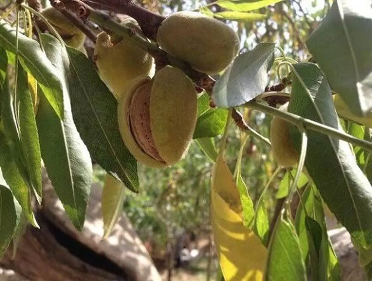 جشنواره ملی بادام در شهرستان بن برگزار می‌شود