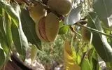 جشنواره ملی بادام در شهرستان بن برگزار می‌شود