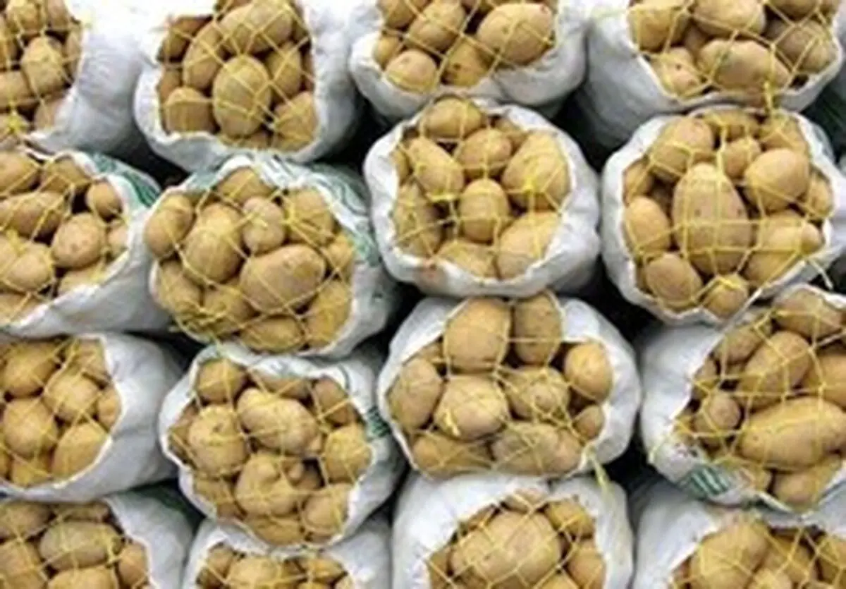 صادرات سیب‌زمینی تا پایان سال ممنوع شد