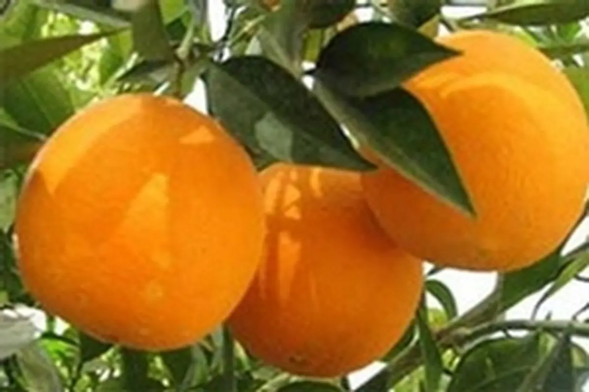 افزایش ۱۰۰۰ تومانی قیمت پرتقال دربازار