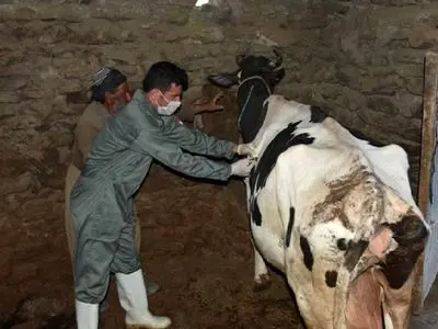 آغاز واکسیناسیون رایگان دام های گلستان علیه تب برفکی