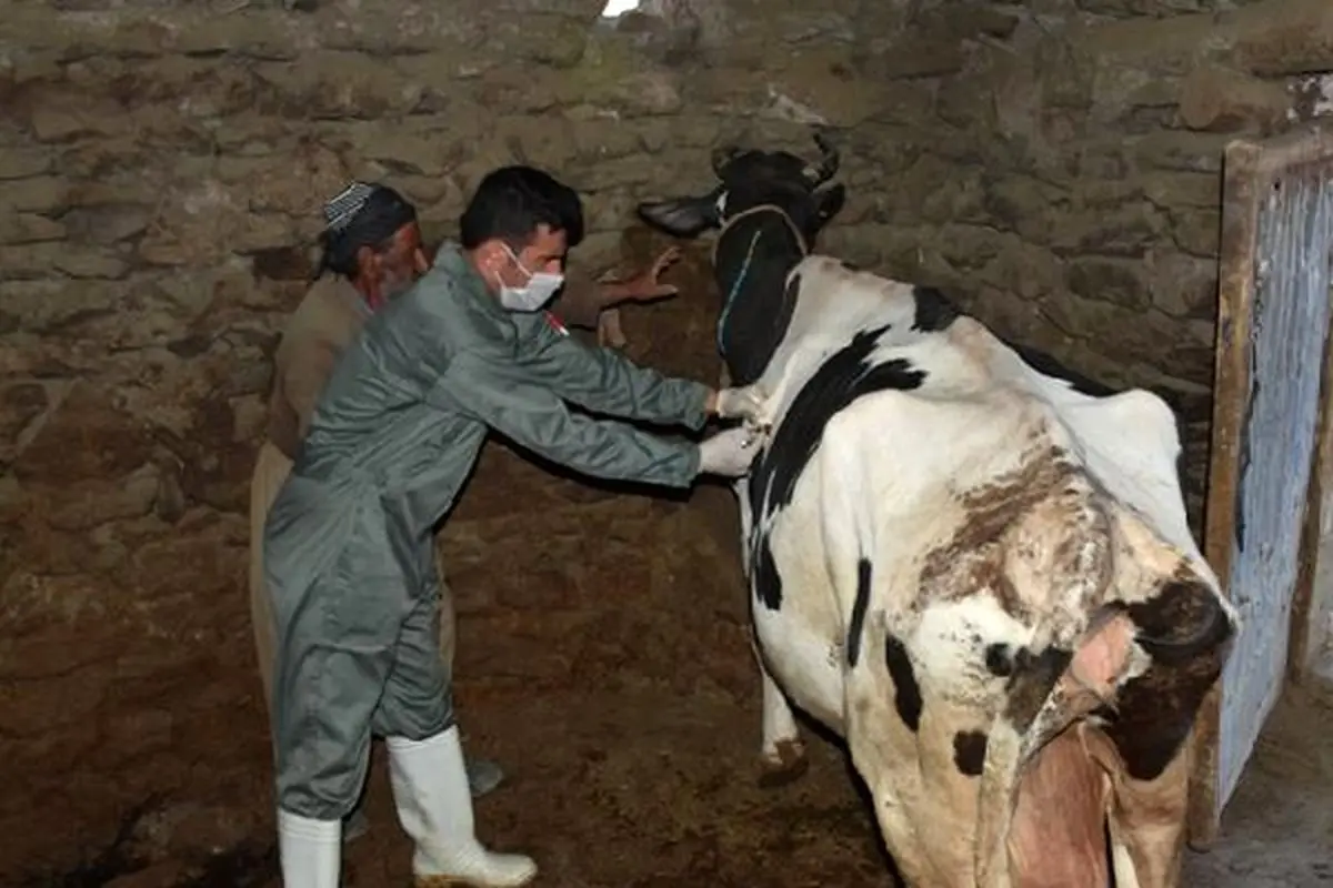 آغاز واکسیناسیون رایگان دام های گلستان علیه تب برفکی