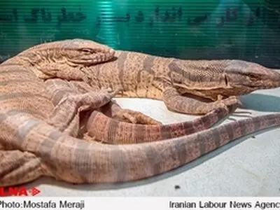 باغ خزندگان زنده اصفهان