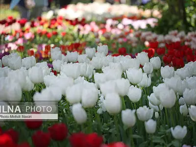 جشنواره لاله‌های کرج از امروز ۲۰ فروردین‌ماه آغاز شد