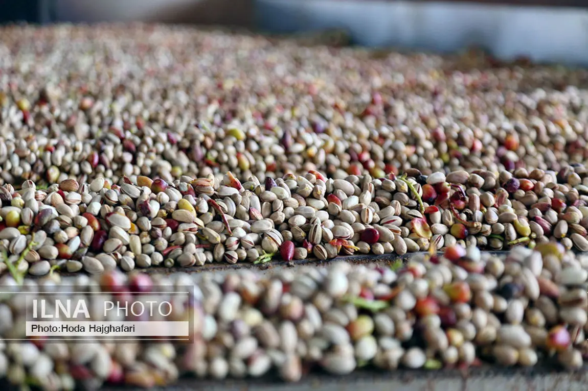 ویدئو/ تولید پسته از زمین تا بازار 