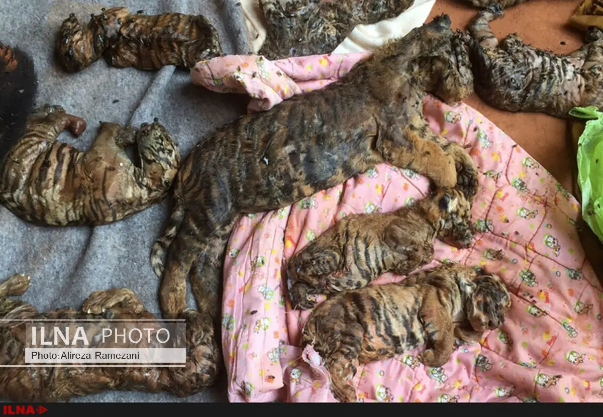 فیلم /کشف ۴۰ توله ببر مرده در معبد بودایی به‌نام ببرها در سای یوک ، تایلند
