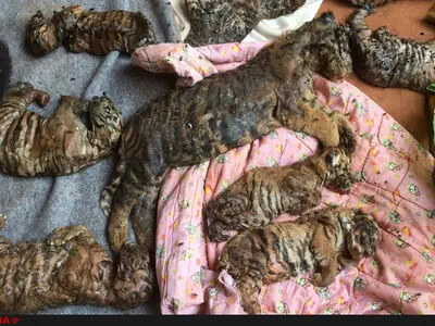فیلم /کشف ۴۰ توله ببر مرده در معبد بودایی به‌نام ببرها در سای یوک ، تایلند