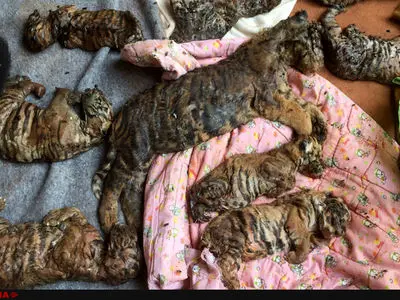 فیلم /کشف ۴۰ توله ببر مرده در معبد بودایی به‌نام ببرها در سای یوک ، تایلند