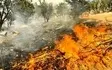 آتش سوزی جنگل‌های بهره عنا بخش بوستان در باشت همچنان ادامه دارد