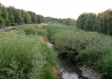 شهرچای ارومیه، رودخانه‌ای که به بیشه‌زار تبدیل شده است/ پاییز در راه است، مسئولان کجای ماجرا هستند؟