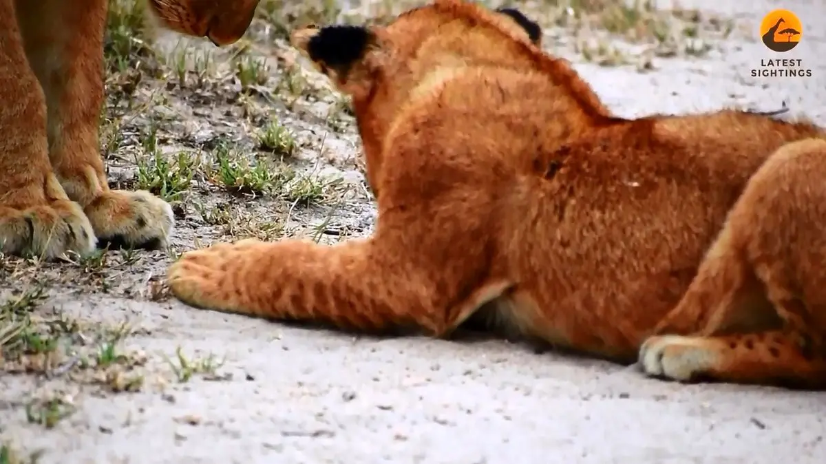 ویدئویی از هزارپای شجاعی که تلاش می کند از دم شیر بالا برود 