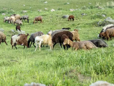 سیاست نادرست وزارت کشاورزی باعث کاهش دام کشور/​ چاره‌ای جز واردات نیست