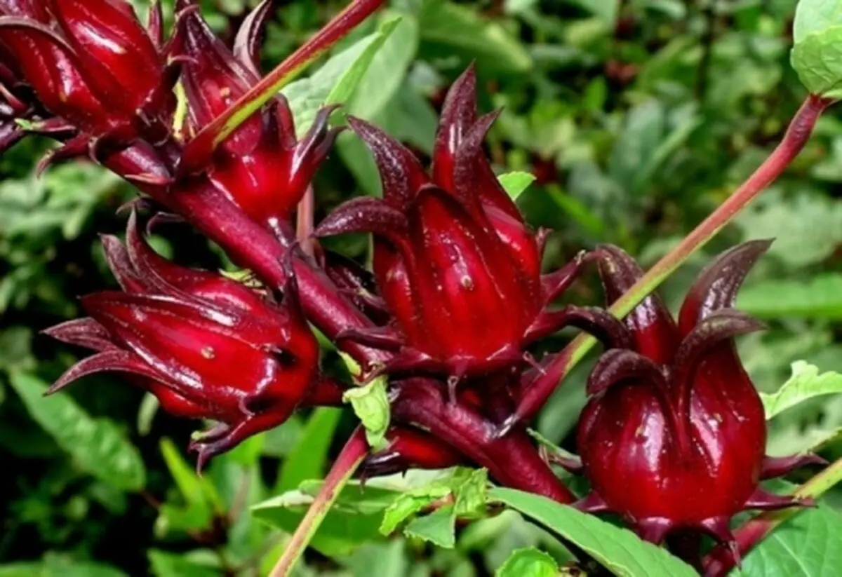 چای ترش، درمان اختلالات کبدی