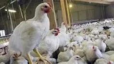 فعالیت ۱۶واحد تولید مرغ مادر آرین در آذربایجان غربی
