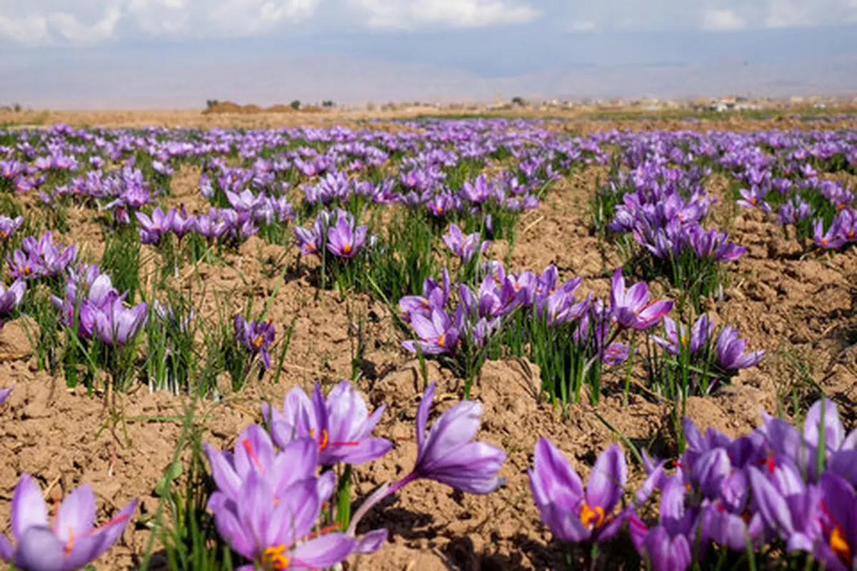 زغفران‌کاران در بورس کالا منتفع می‌شوند/ کشاورزان برای حضور در بورس باید آموزش ببینند