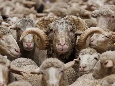 ترافیک گوسفندی در لهستان +فیلم