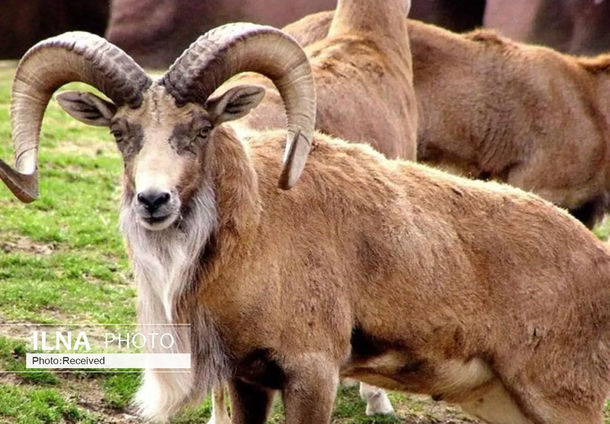 3 کل وحشی در خوروبیابانک قربانی شکار غیرمجاز شدند