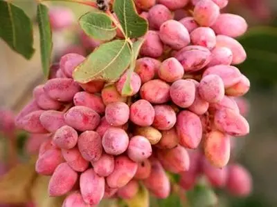 ارقام نوین پسته برای تاب آوری در اقلیم خشک در فارس آزمایش می شود